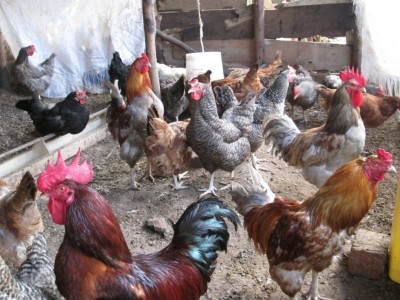 I want to start a poultry farm